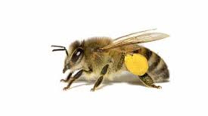 'IMKERIJ: alles over bijen, bijenkasten, honing' door Marcel Wolters - 11 april 2023