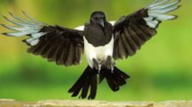 De Wijsheid van Eksters: over onze (groeps-)identiteit - prof.dr. Herbert Prins - 6 januari 2026 (gewijzigde datum)