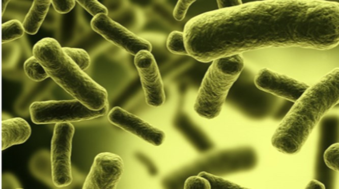 Het MICROBIOOM: de rol van darmbacteriën bij ziekte en gezondheid. Door prof.dr. Rinze Wiersma op 15 september 2026. Aanvang 20.00 uur.