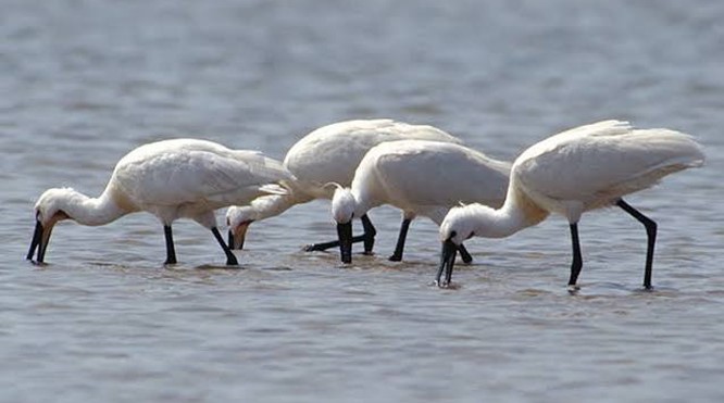 Groeiende grutto's en lerende lepelaars: vogeltrek als cultureel bepaald gedrag. Door: Wouter Vansteelant. Op 27 februari 2027. Aanvang 20.00 uur.